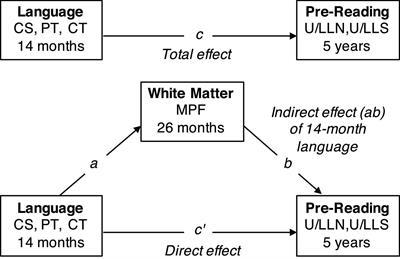 Language input in late infancy scaffolds emergent literacy skills and predicts reading related white matter development